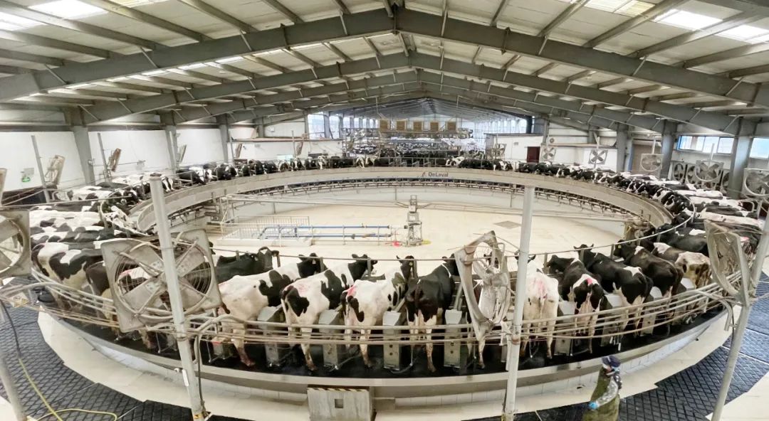 凝心聚力·贏創(chuàng)未來 | 花花牛乳業(yè)集團召開營銷、養(yǎng)殖及飼料經(jīng)營工作會議