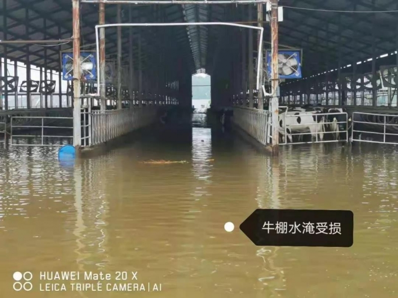 【乳報(bào)·聚焦】“豫”難而上的中原牛人“太中了”！